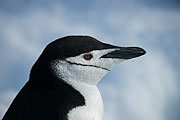 Picture 'Ant1_1_03683 Chinstrap Penguin, Penguin, Pygoscelis Antarcticus, Antarctica and sub-Antarctic islands, South Shetland Islands, Half Moon Island'